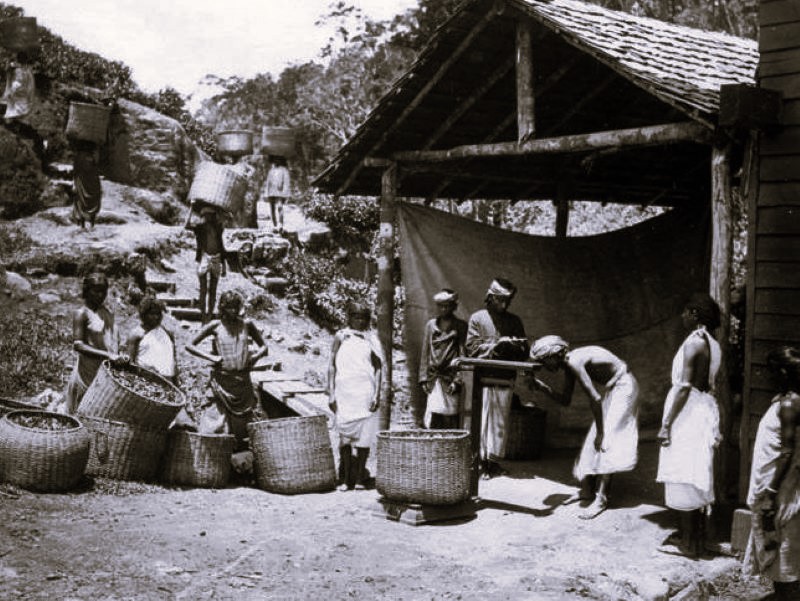 British Colonization and Development of Black Tea Industry in India in ...