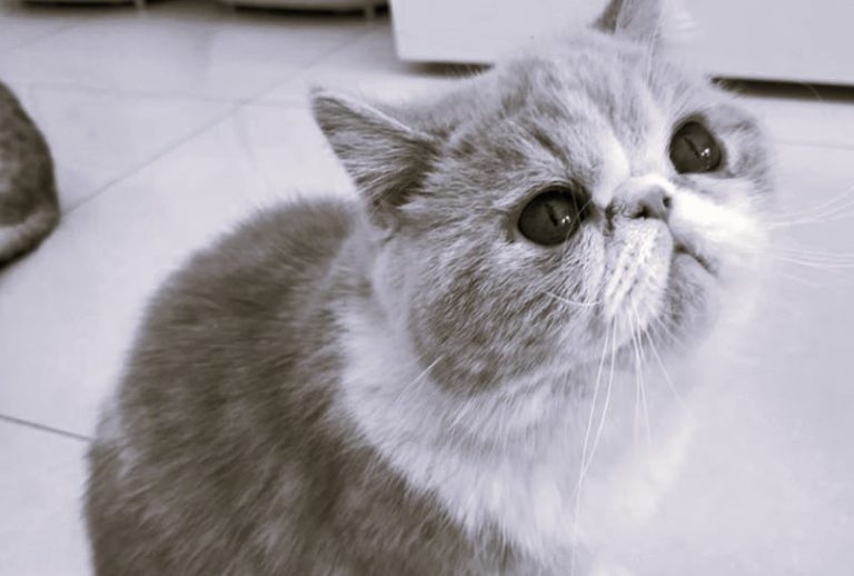 RaisingCats-EllieYantsan03