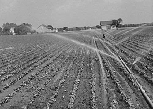 A portable irrigation unit in a bean field on Starkey Farms in Morrisville, Pennsylvania (1941).