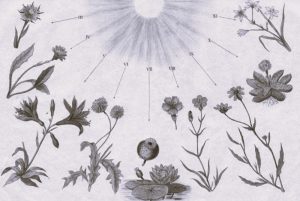 From Snowdrop to Nightjar: Robert Marsham’s “Indications of Spring” (1789) 13 030724-11-Environment-History