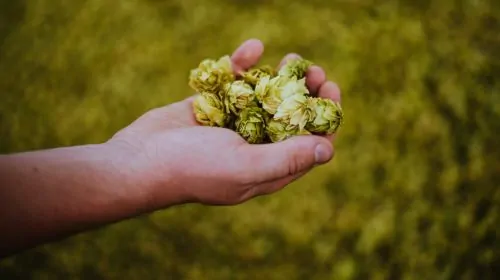 Beer hops in hand