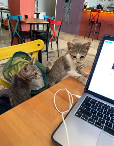For the Love of Cats: A History of Relationships between Felines and Human Societies 13 Two kittens joined the author’s work session at a cafe in eastern Turkey.