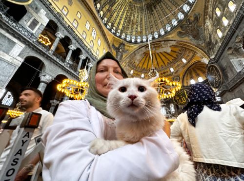 For the Love of Cats: A History of Relationships between Felines and Human Societies 15 A woman visiting the Hagia Sophia Grand Mosque in Istanbul holds a Turkish Angora cat