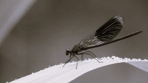 How Innovation Can Save the World's Remaining Biodiversity 4 032124-19-Climate-Change