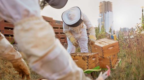 The Best Bees Company helped install beehives on Boston’s Rose F. Kennedy Greenway. Here, beekeepers tend to the buzzing hives
