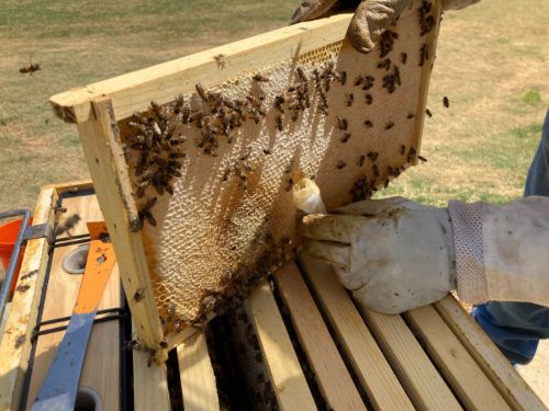 A beekeeper in Plano, Texas takes a sample of honey