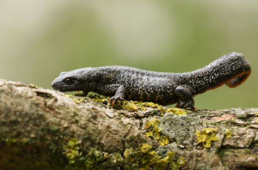 Once tracked by trapping them under plastic bottles during nighttime missions four times a year, the great crested newt is now monitored by eDNA instead