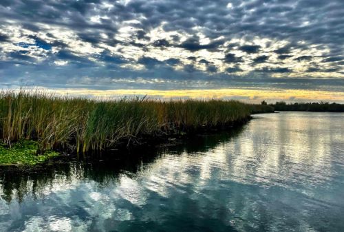 At the Dutch Slough Tidal Restoration Project in California, Genidaqs used both eDNA and video-based surveys to investigate fish community changes over time for the state’s Department of Water Resources.