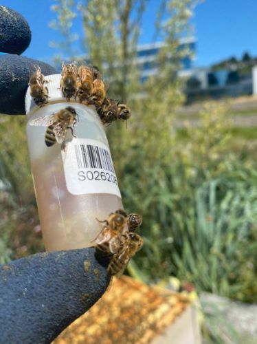 Bees gather on a honey sample taken for analysis by Best Bees eDNA kit