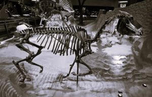 Fossil Hoofbeats: Uncovering the Deep-Time Journey of Horses in the Americas 1 032724-25-Animals-History