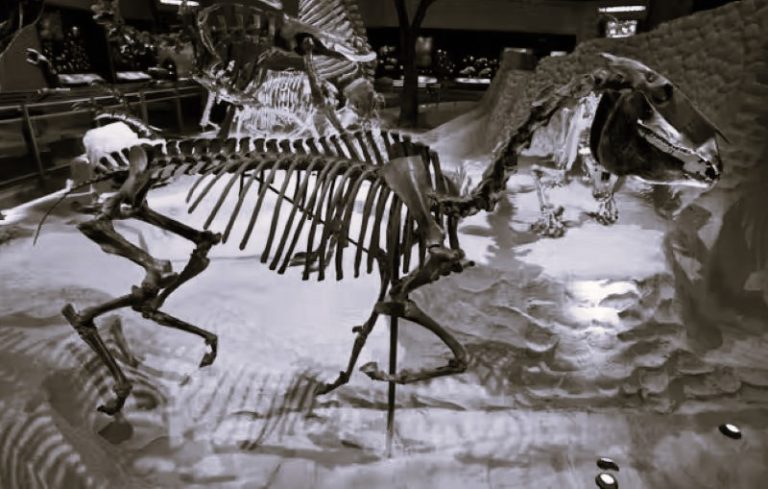 Fossil Hoofbeats: Uncovering the Deep-Time Journey of Horses in the Americas 19 032724-25-Animals-History