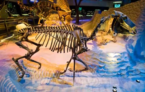 Fossil Hoofbeats: Uncovering the Deep-Time Journey of Horses in the Americas 14 People have collected fossil horses throughout North America for centuries.