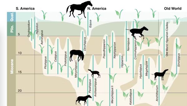 Fossil Hoofbeats: Uncovering the Deep-Time Journey of Horses in the Americas 17 Fossil Hoofbeats: Uncovering the Deep-Time Journey of Horses in the Americas