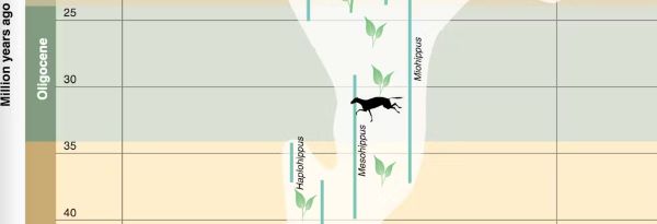 Fossil Hoofbeats: Uncovering the Deep-Time Journey of Horses in the Americas 18 Fossil Hoofbeats: Uncovering the Deep-Time Journey of Horses in the Americas