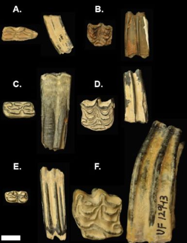 Fossil Hoofbeats: Uncovering the Deep-Time Journey of Horses in the Americas 21 Each of the six fossil horse species (A-F) found in Florida have distinct teeth