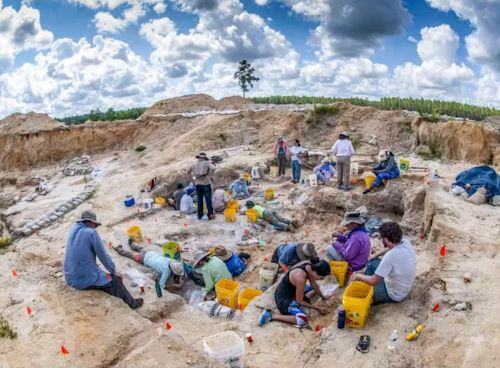 Fossil Hoofbeats: Uncovering the Deep-Time Journey of Horses in the Americas 22 Excavations are ongoing at the Montbrook fossil site in Florida.