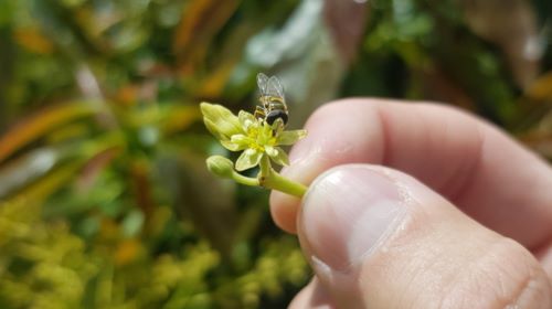 avocado flower