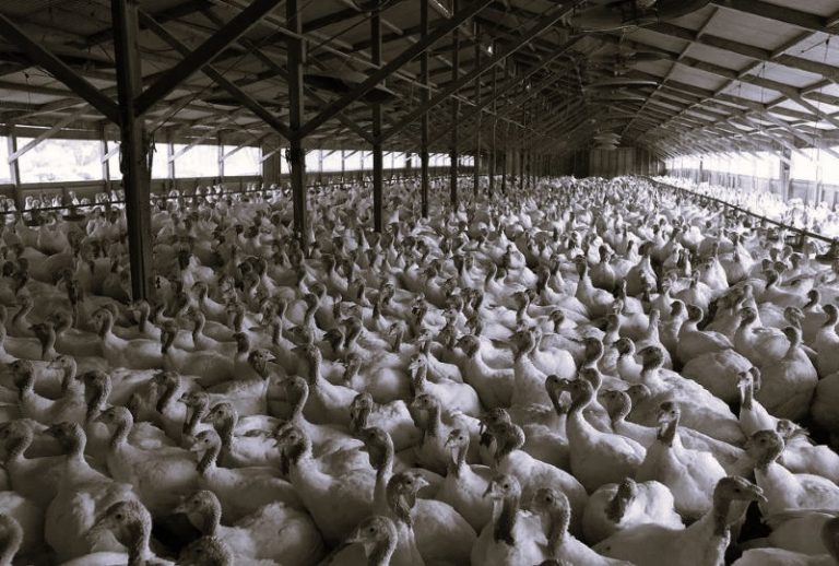 041824-03-Agriculture-Animals