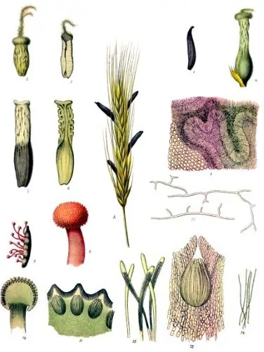 Claviceps purpurea (Ergot)