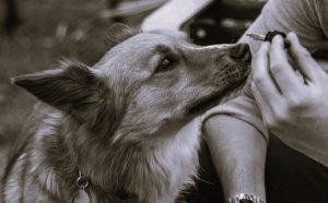 Fit for a Dog? The Latest Science on CBD for Pets 1 051624-01-Animals-Health