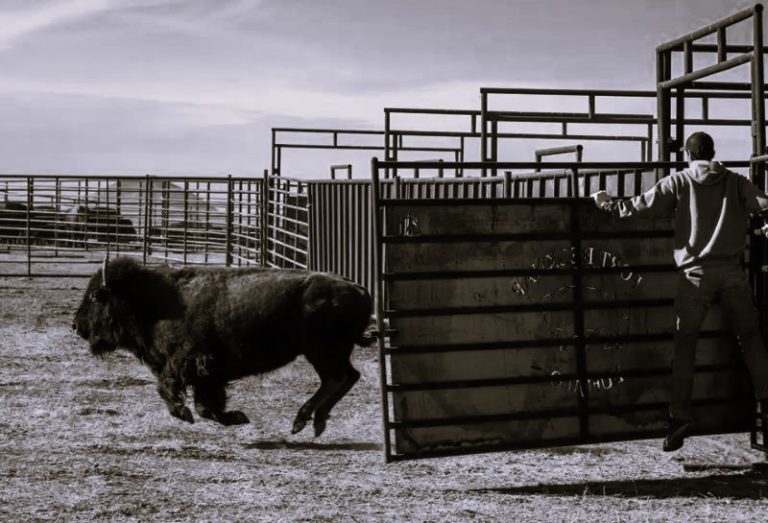 052524-17-Animals-Environment