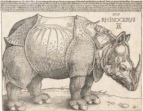 Durer’s Rhinoceros: Art, Science, and the Northern Renaissance in the 16th Century