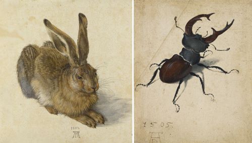 Durer’s Rhinoceros: Art, Science, and the Northern Renaissance in the 16th Century