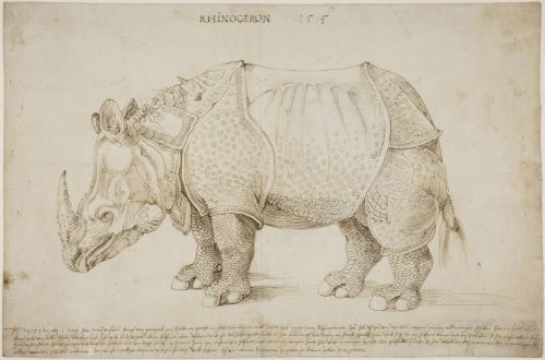 Durer’s Rhinoceros: Art, Science, and the Northern Renaissance in the 16th Century