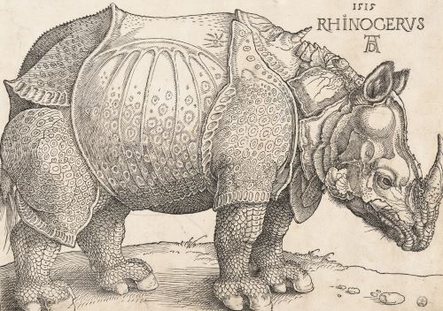 Durer’s Rhinoceros: Art, Science, and the Northern Renaissance in the 16th Century