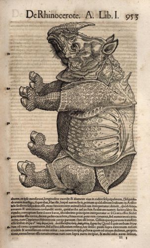 Durer’s Rhinoceros: Art, Science, and the Northern Renaissance in the 16th Century