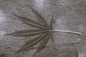 CompleteAutoflower-IsabellaThomas01