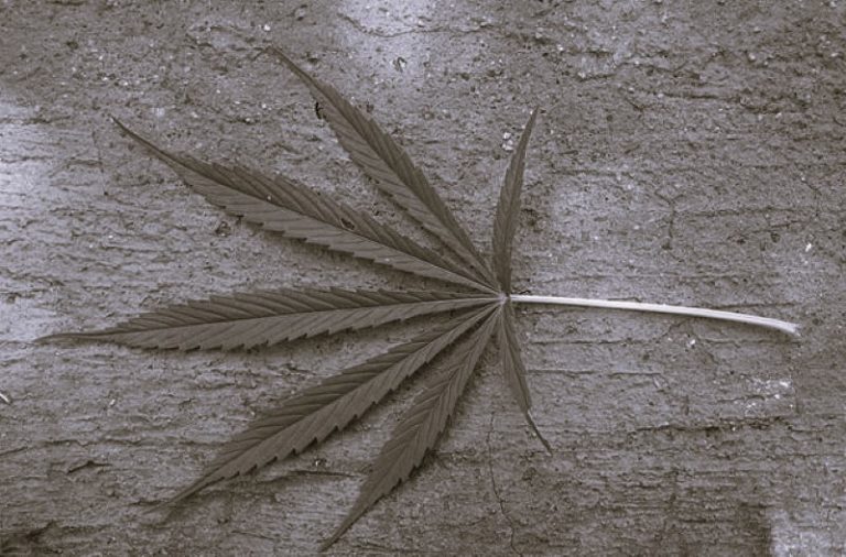 CompleteAutoflower-IsabellaThomas01