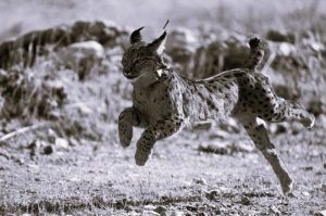Iberian Lynx: Bringing Back the World's Most Endangered Cat 29 080724-01-Animals-Environment