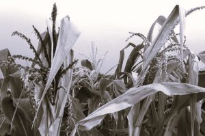 082224-09-Climate-Environment