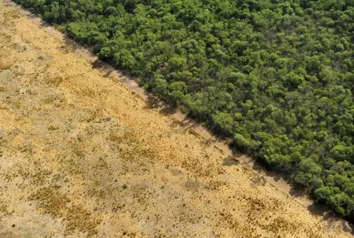 Agricultural fields encroach on native forest in northwest Argentina