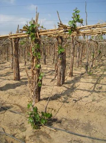 A vineyard in Egypt using pergola structures and drip irrigation