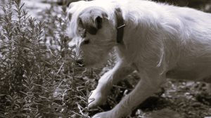 Understanding Pet Allergies and How to Manage Them 11 PetAllergies-Natalie01