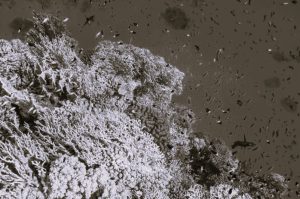 How Technology Can Help Address Threatened Ocean Biodiversity 2 102524-08-Climate-Environment