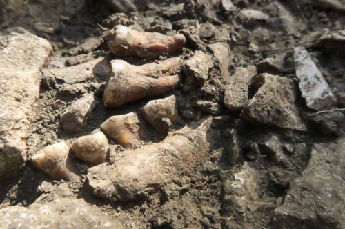 Unraveling a “Ghost” Neanderthal Lineage in Europe 6 Unraveling a “Ghost” Neanderthal Lineage in Europe