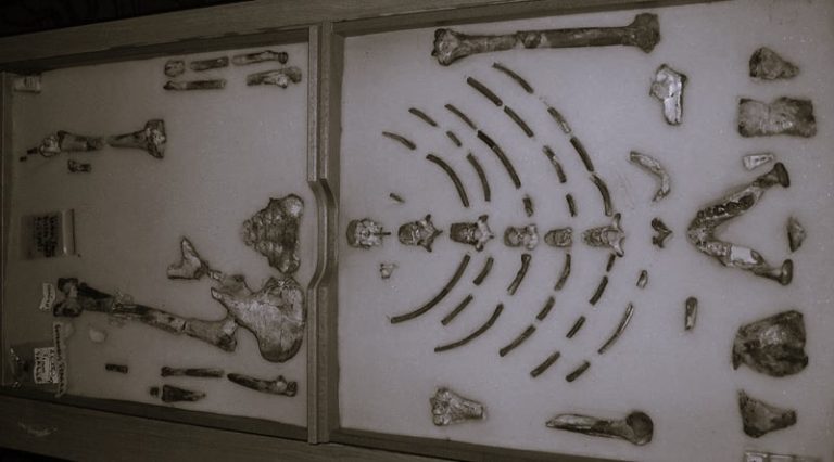 Lucy, Ethiopia, and Our Understanding of Human Origins 19 LucyEthiopiaTour01