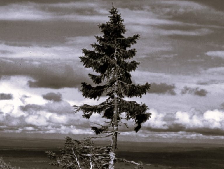 110224-50-Environment-History