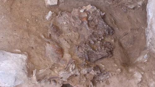 A Neanderthal skull, flattened by thousands of years of sediment and rock fall