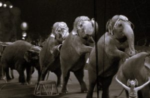 The Fuhrer's Clown Car Cabinet 22 111524-11-Politics