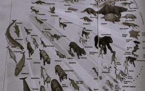 We Are Family: Tracing the Evolution of Animals over 3 Billion Years 6 AnimalEvolution-01