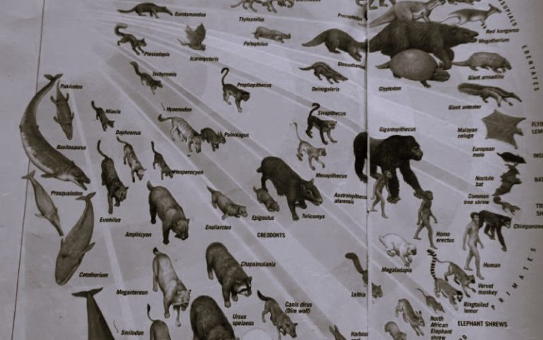 We Are Family: Tracing the Evolution of Animals over 3 Billion Years 18 AnimalEvolution-01