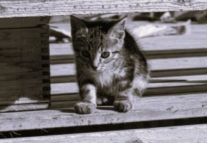 Preparing Your Cat for Their First Day at Daycare 9 FirstDaycare-HannahGilbert03