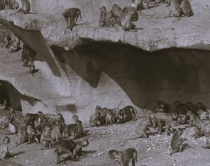 Escape of the Monkeys at New York's 'Jungle Camp' in 1935 2 120924-16-Animals-History