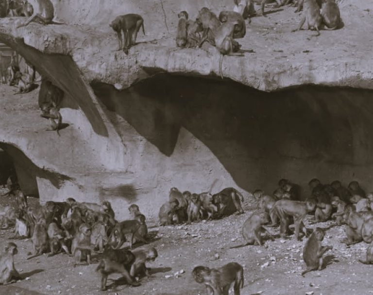 120924-16-Animals-History