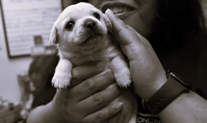 A More Humane Future for Animal Shelters 3 121924-01-Animals