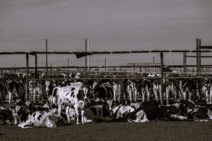 America Lost Control of the Bird Flu and Set the Stage for another Pandemic 19 122224-23-Disease-Health